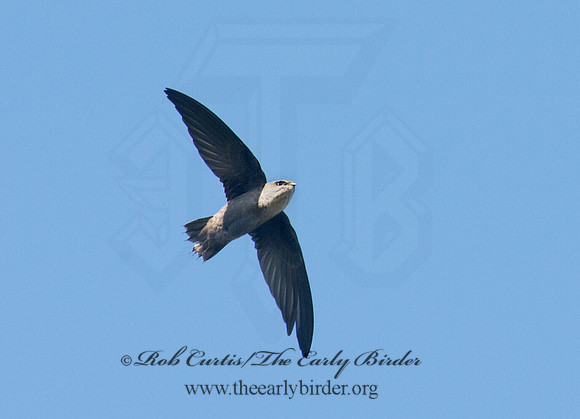 Chaetura pelagica  CHIMNEY SWIFT 9024509