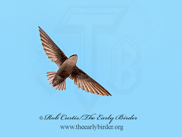 Chaetura pelagica  CHIMNEY SWIFT 9011577
