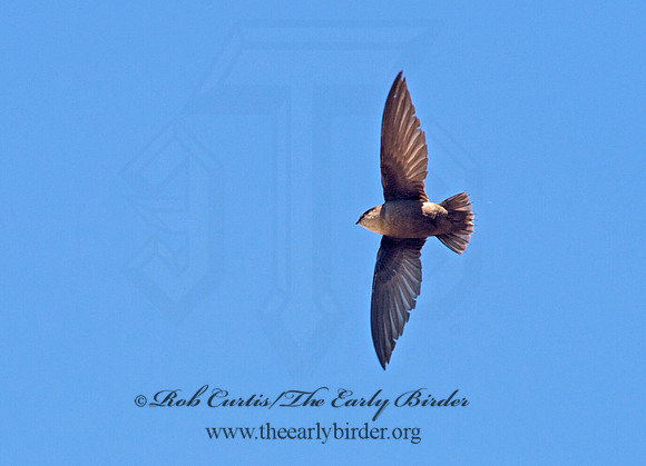 Chaetura pelagica  CHIMNEY SWIFT 9030894