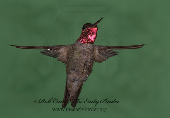 Calypte anna  ANNA'S HUMMINGBIRD 6025210