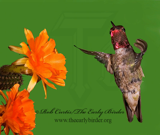 Calypte anna  ANNA'S HUMMINGBIRD 6025214