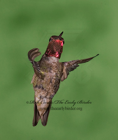 Calypte anna  ANNA'S HUMMINGBIRD 6025208