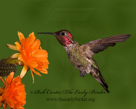 Calypte anna  ANNA'S HUMMINGBIRD 6025214-1