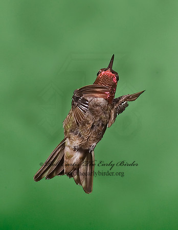 Calypte anna  ANNA'S HUMMINGBIRD 6025197