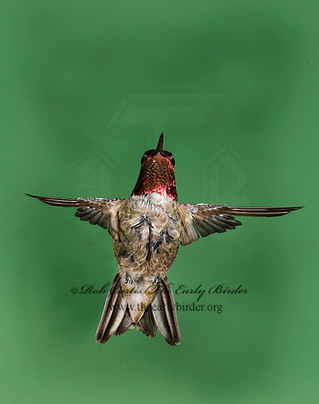 Calypte anna  ANNA'S HUMMINGBIRD 6025218