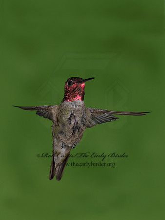 Calypte anna  ANNA'S HUMMINGBIRD 6025220