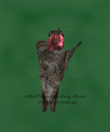 Calypte anna  ANNA'S HUMMINGBIRD 6025226