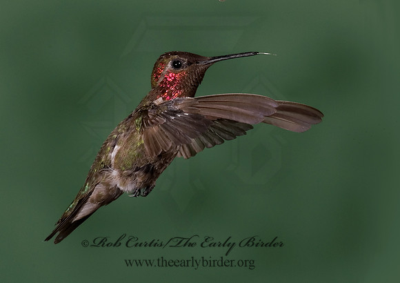 Calypte anna  ANNA'S HUMMINGBIRD 6025229