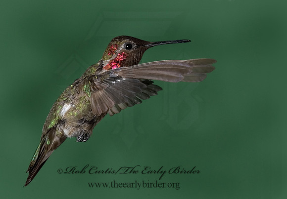 Calypte anna  ANNA'S HUMMINGBIRD 6025232