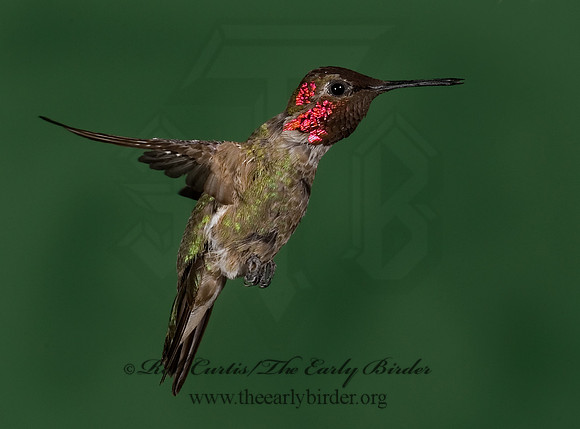 Calypte anna  ANNA'S HUMMINGBIRD 6025239