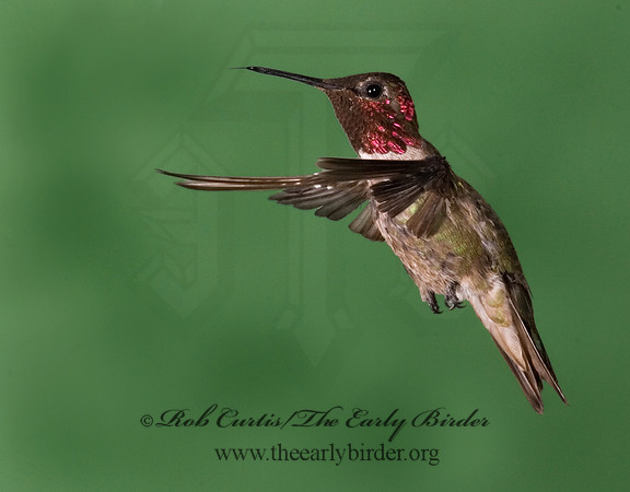 Calypte anna  ANNA'S HUMMINGBIRD 6025236