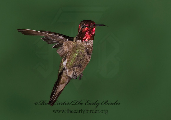 Calypte anna  ANNA'S HUMMINGBIRD 6025244