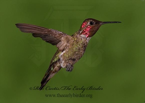 Calypte anna  ANNA'S HUMMINGBIRD 6025240