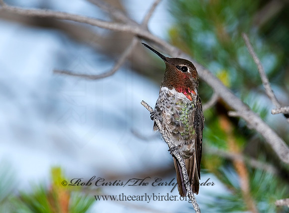Calypte anna  ANNA'S HUMMINGBIRD 7008815