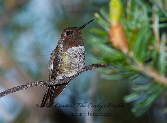Calypte anna  ANNA'S HUMMINGBIRD 7008817