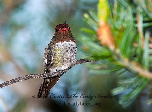 Calypte anna  ANNA'S HUMMINGBIRD 7008818