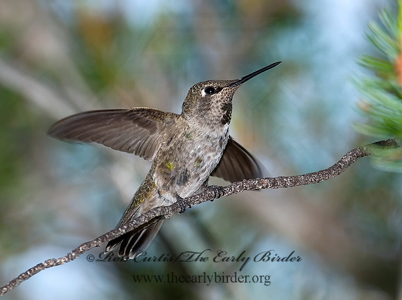Calypte anna  ANNA'S HUMMINGBIRD 7008824