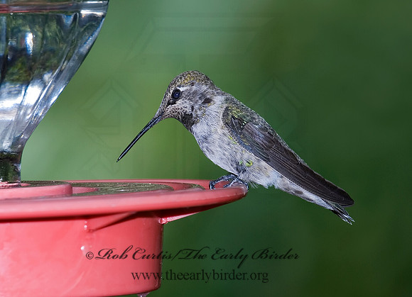 Calypte anna  ANNA'S HUMMINGBIRD 7008857