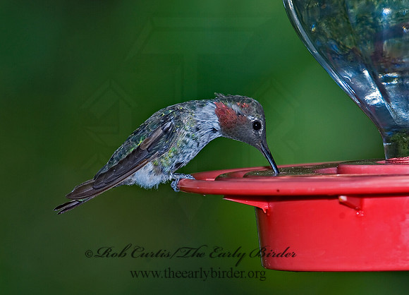 Calypte anna  ANNA'S HUMMINGBIRD 7008841