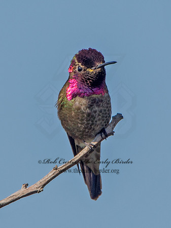 Calypte anna  ANNA'S HUMMINGBIRD 9055309