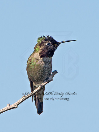 Calypte anna  ANNA'S HUMMINGBIRD 9055310