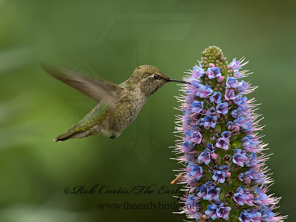 Calypte anna  ANNA'S HUMMINGBIRD 9057301