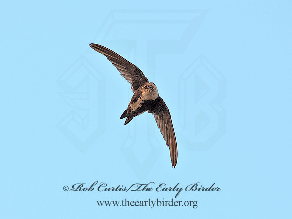 Aeronautes saxatalis  WHITE-THROATED SWIFT 6036995
