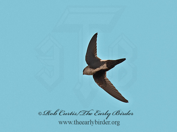 Aeronautes saxatalis  WHITE-THROATED SWIFT 6036994