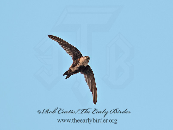 Aeronautes saxatalis  WHITE-THROATED SWIFT 6036996