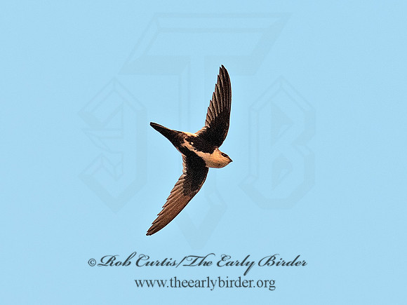Aeronautes saxatalis  WHITE-THROATED SWIFT 6036992