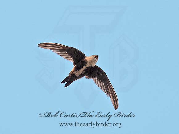 Aeronautes saxatalis  WHITE-THROATED SWIFT 6036997