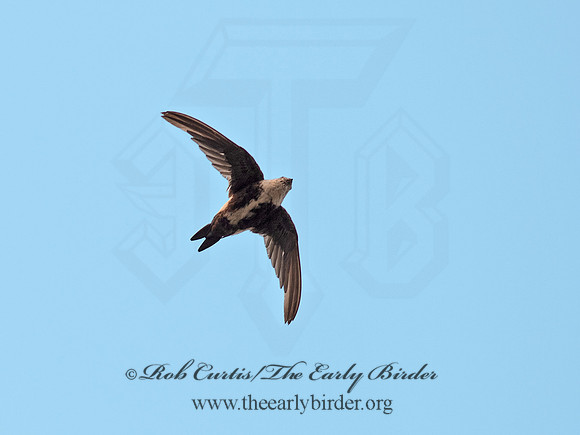 Aeronautes saxatalis  WHITE-THROATED SWIFT 6036998