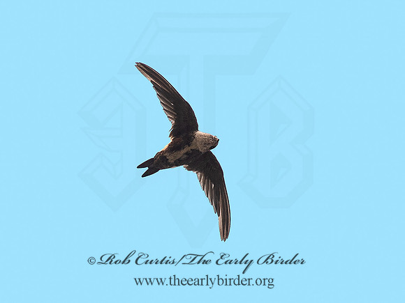 Aeronautes saxatalis  WHITE-THROATED SWIFT 6036999