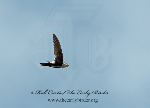 Aeronautes saxatlis  WHITE-THROATED SWIFT 8037260