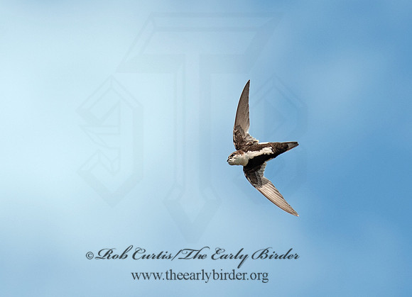 Aeronautes saxatlis  WHITE-THROATED SWIFT 8037263