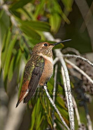 Selasphorus sasin  ALLEN'S HUMMINGBIRD 9055068