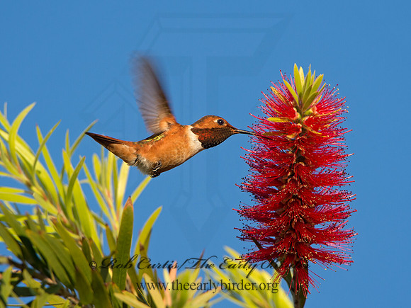 Selasphorus sasin  ALLEN'S HUMMINGBIRD 9055037