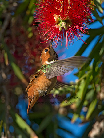 Selasphorus sasin  ALLEN'S HUMMINGBIRD 9055052