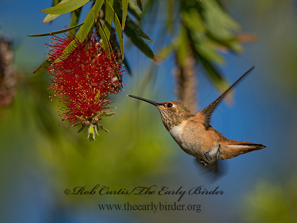 Selasphorus sasin  ALLEN'S HUMMINGBIRD 9055065