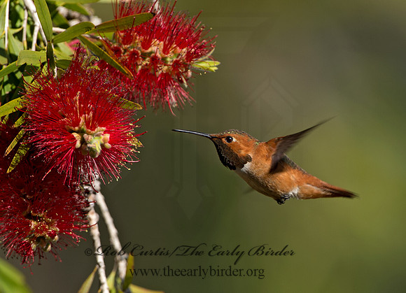 Selasphorus sasin  ALLEN'S HUMMINGBIRD 9055072