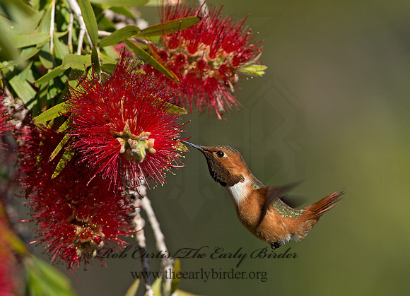 Selasphorus sasin  ALLEN'S HUMMINGBIRD 9055073