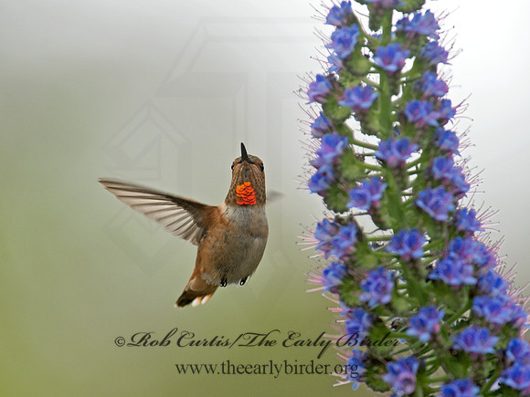 Selasphorus sasin  ALLEN'S HUMMINGBIRD 9057308