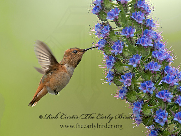 Selasphorus sasin  ALLEN'S HUMMINGBIRD 9057309