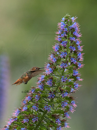 Selasphorus sasin  ALLEN'S HUMMINGBIRD 9057310