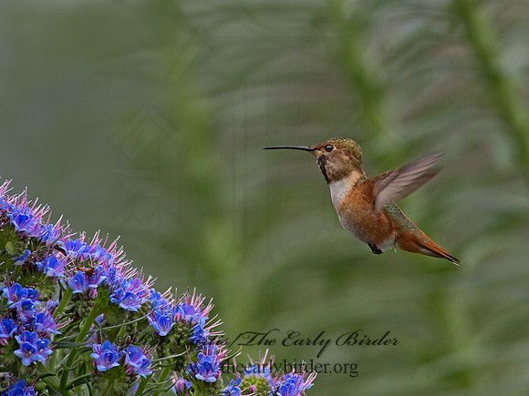 Selasphorus sasin  ALLEN'S HUMMINGBIRD 9057312