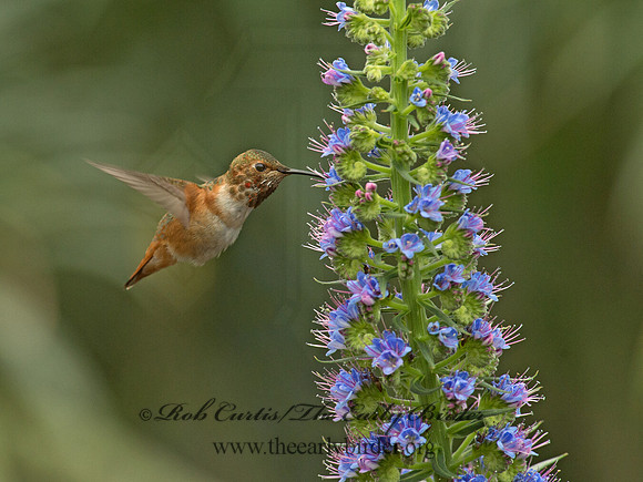 Selasphorus sasin  ALLEN'S HUMMINGBIRD 9057318