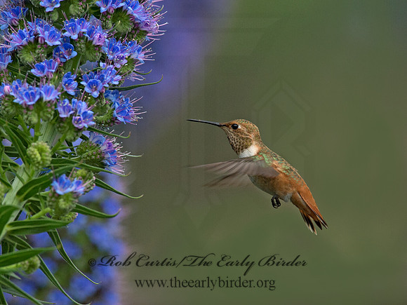 Selasphorus sasin  ALLEN'S HUMMINGBIRD 9057320