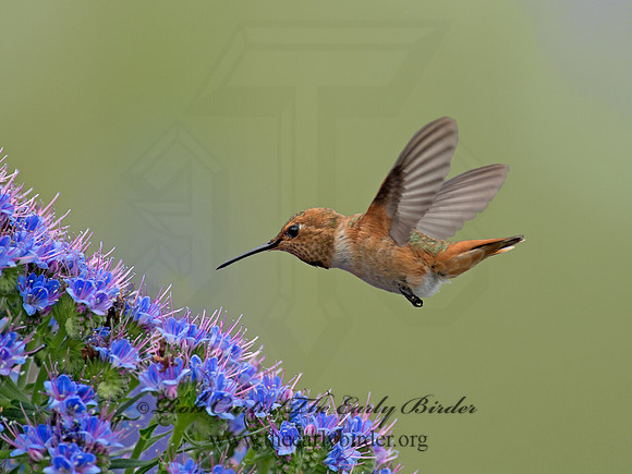 Selasphorus sasin  ALLEN'S HUMMINGBIRD 9057323
