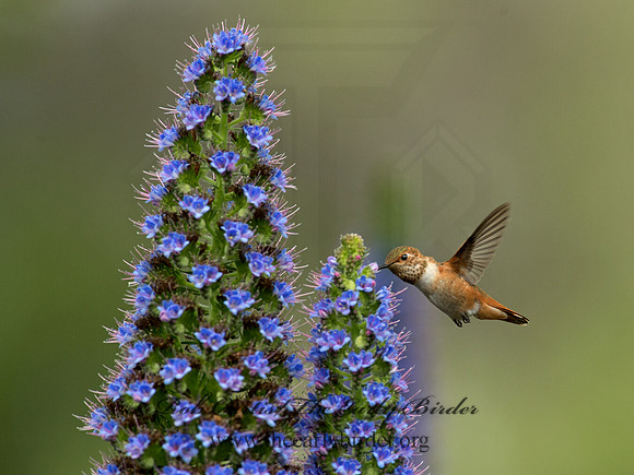 Selasphorus sasin  ALLEN'S HUMMINGBIRD 9057324
