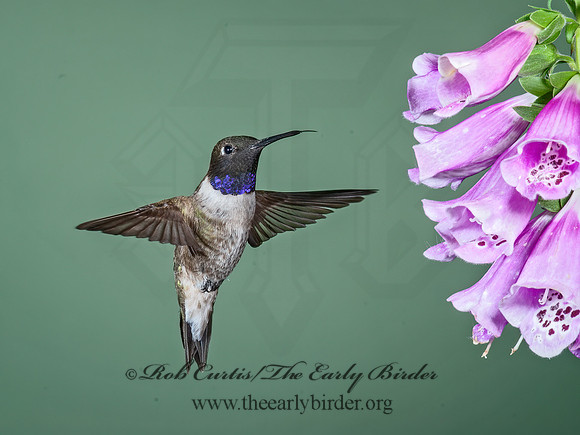 Archilochus alexandri  BLACK-CHINNED HUMMINGBIRD 6025895-1(1"